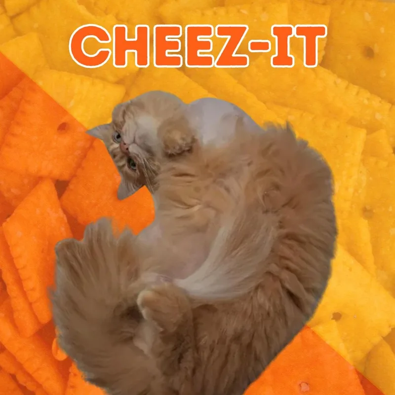 Cheezit thumbnail 2