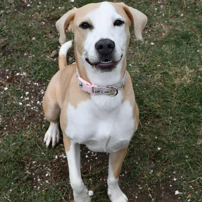 A young medium-sized female Yellow / Tan / Blond / Fawn Labrador Retriever dog named Lucky for adoption in Beaumont, TX