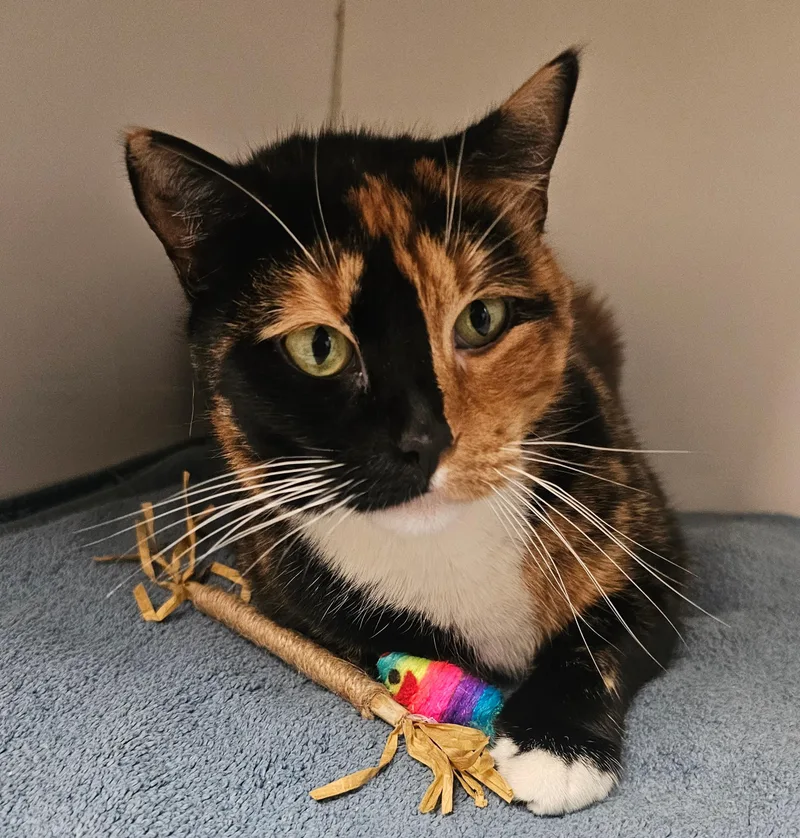 Scarlett O'Hairball