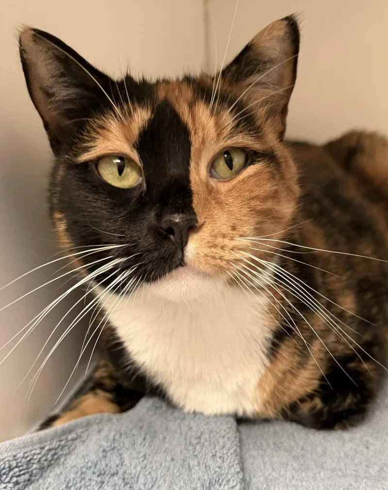 Scarlett O'Hairball thumbnail 2