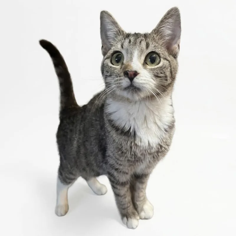 A baby medium-sized female Tabby (Buff / Tan / Fawn) Bengal cat named Pudge for adoption in Danbury, CT