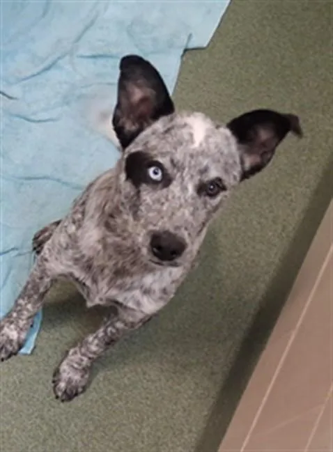 A baby small-sized male Mixed Breed dog named Murphy for adoption in Santa Fe, NM