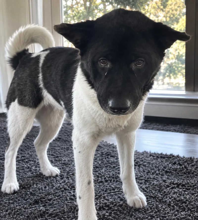An adult large-sized female Akita dog named Zoey for adoption in Sumter, SC