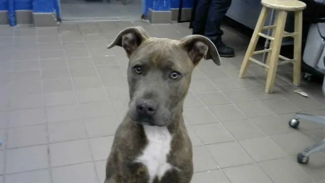 A young small-sized male Pit Bull Terrier dog named Drake for adoption in Albuquerque, NM