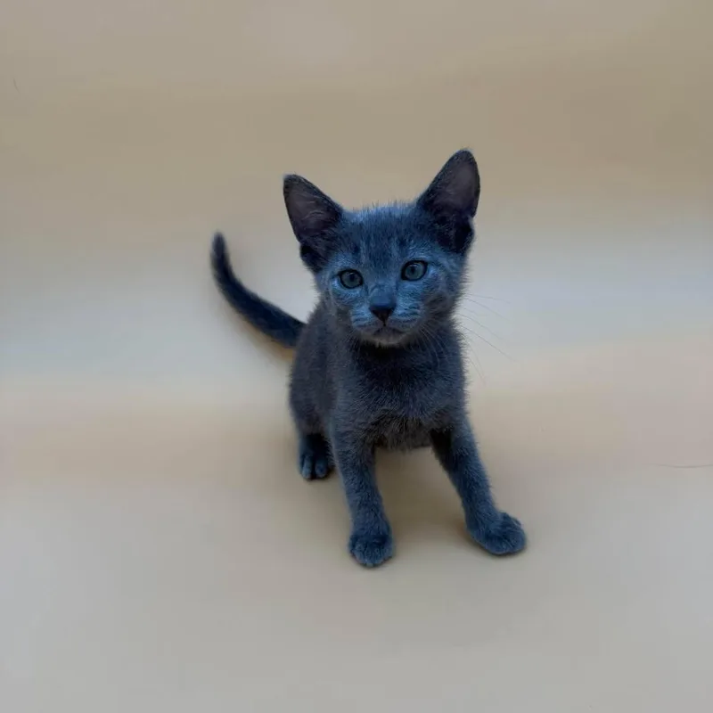 A baby small-sized male Domestic Short Hair cat named Brewer for adoption in Plainfield, IL