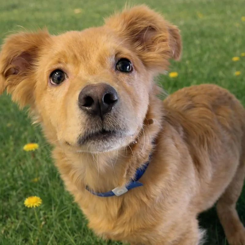 A baby medium-sized male Golden Retriever dog named CT Krish for adoption in Eastford, CT