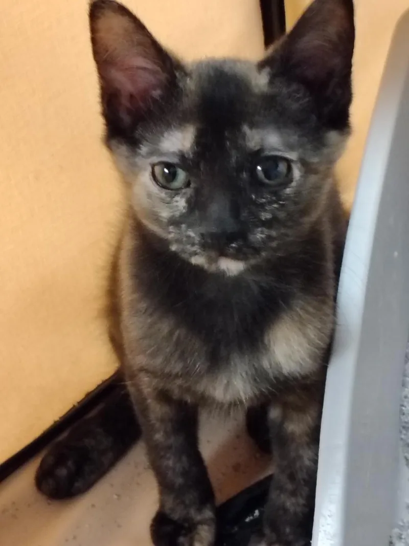 Sophie