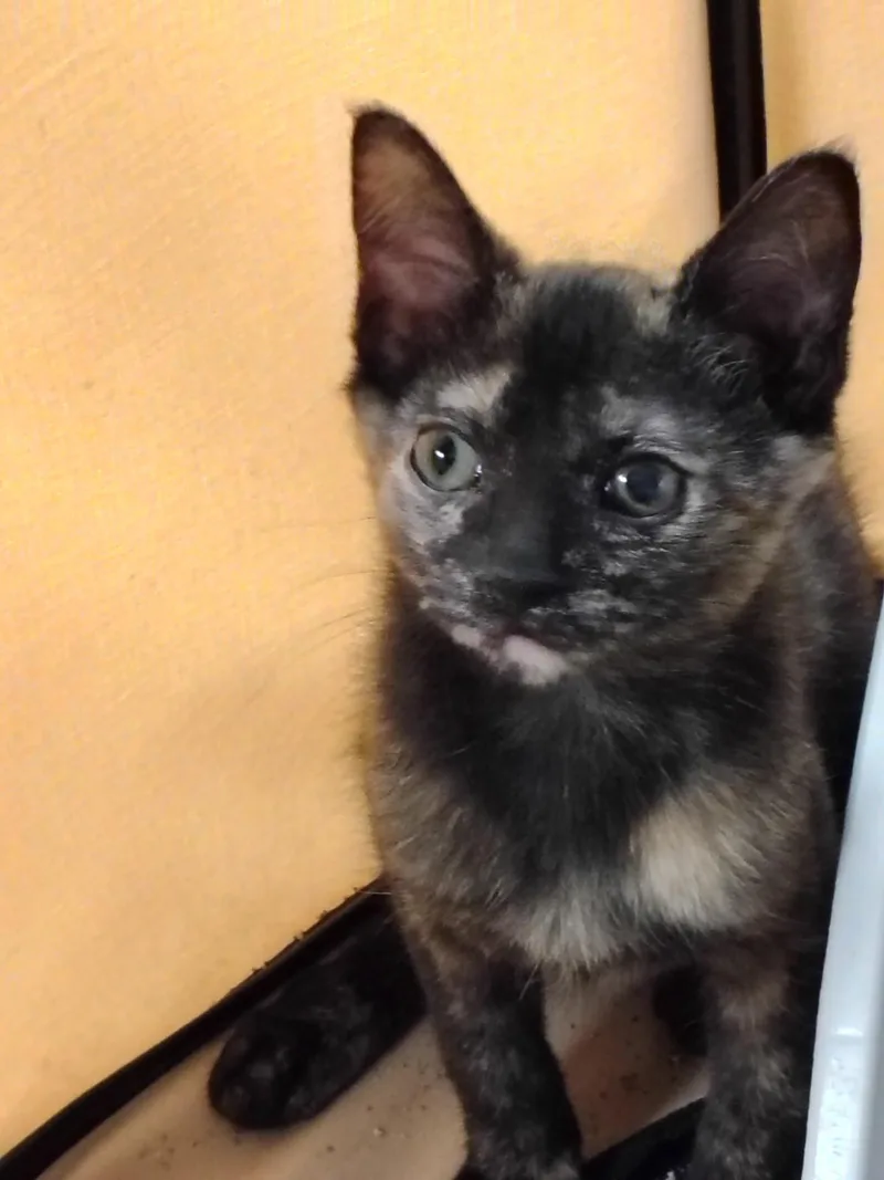 Sophie thumbnail 2
