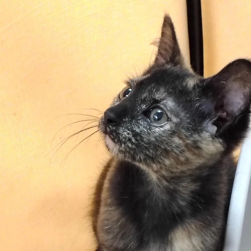 Sophie thumbnail 3