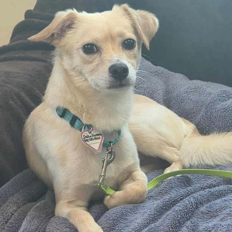 An adult small-sized male Yellow / Tan / Blond / Fawn Jack Russell Terrier dog named Danny for adoption in Springfield, MA