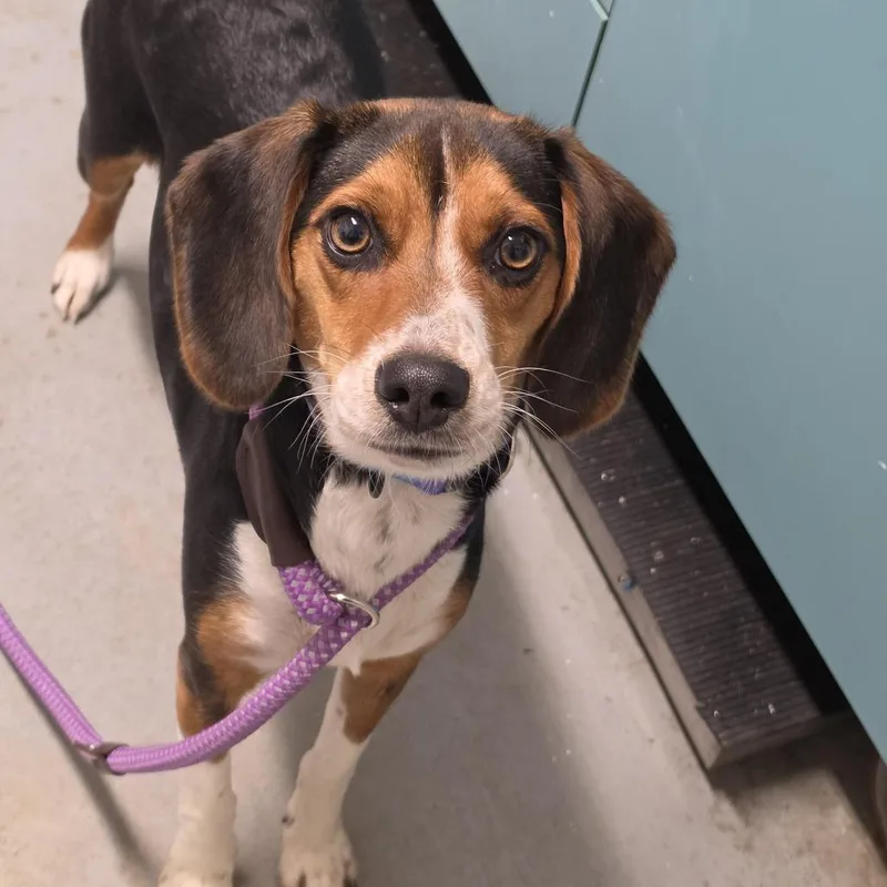 A young small-sized female Black Mixed Breed dog named Willow for adoption in Troy, IL