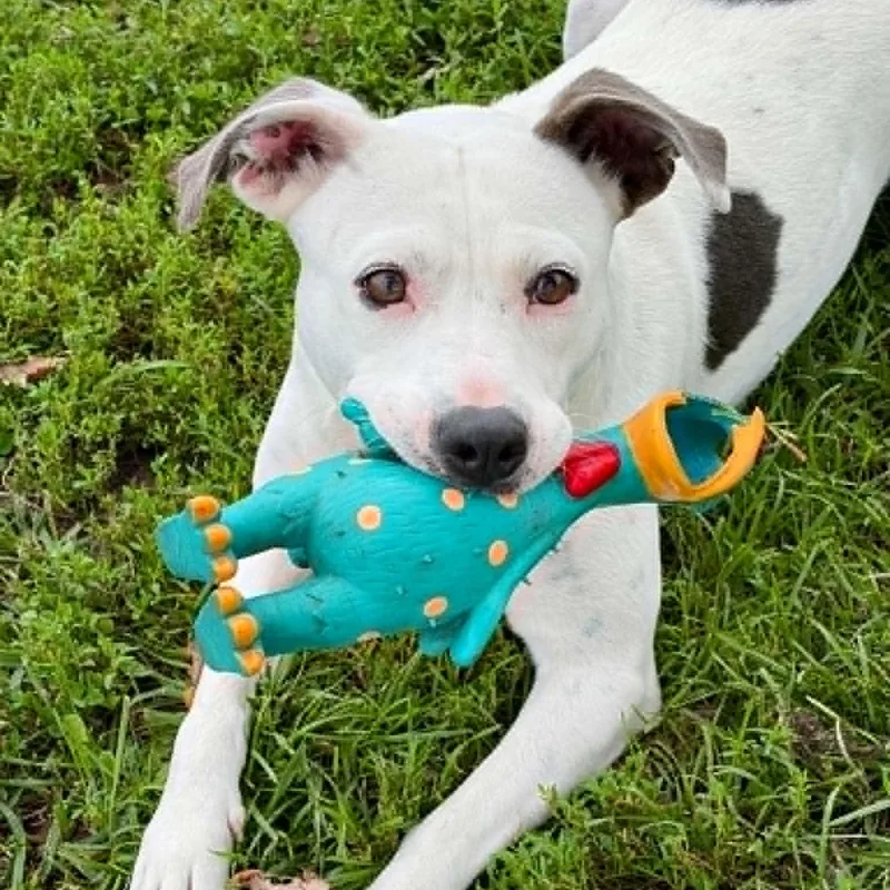 An adult medium-sized female White / Cream Pit Bull Terrier dog named Missy for adoption in Rushville, IL