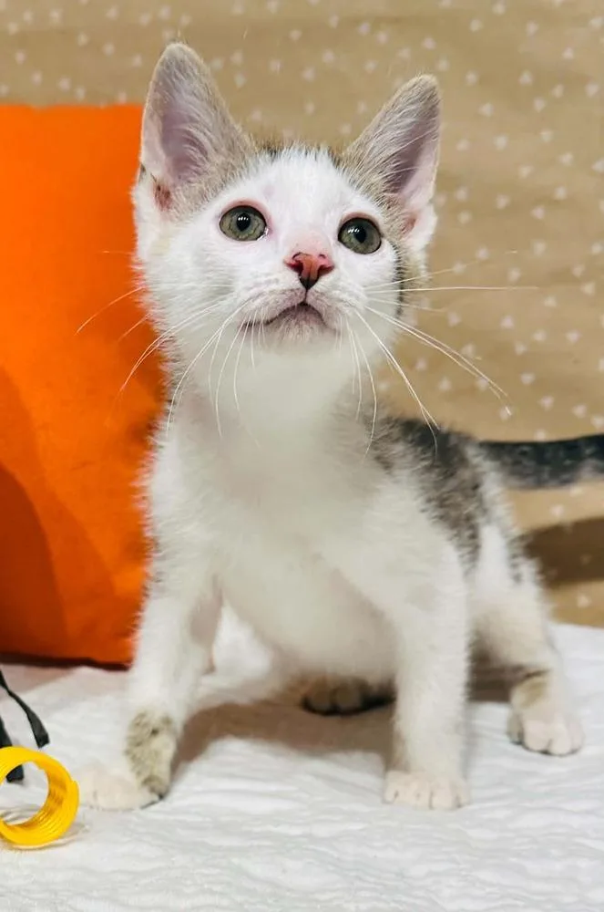 A baby small-sized male Domestic Short Hair cat named Randy for adoption in Groveland, MA