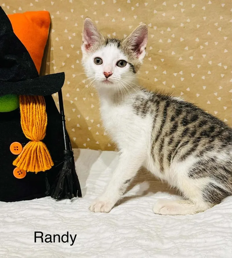 Randy thumbnail 5