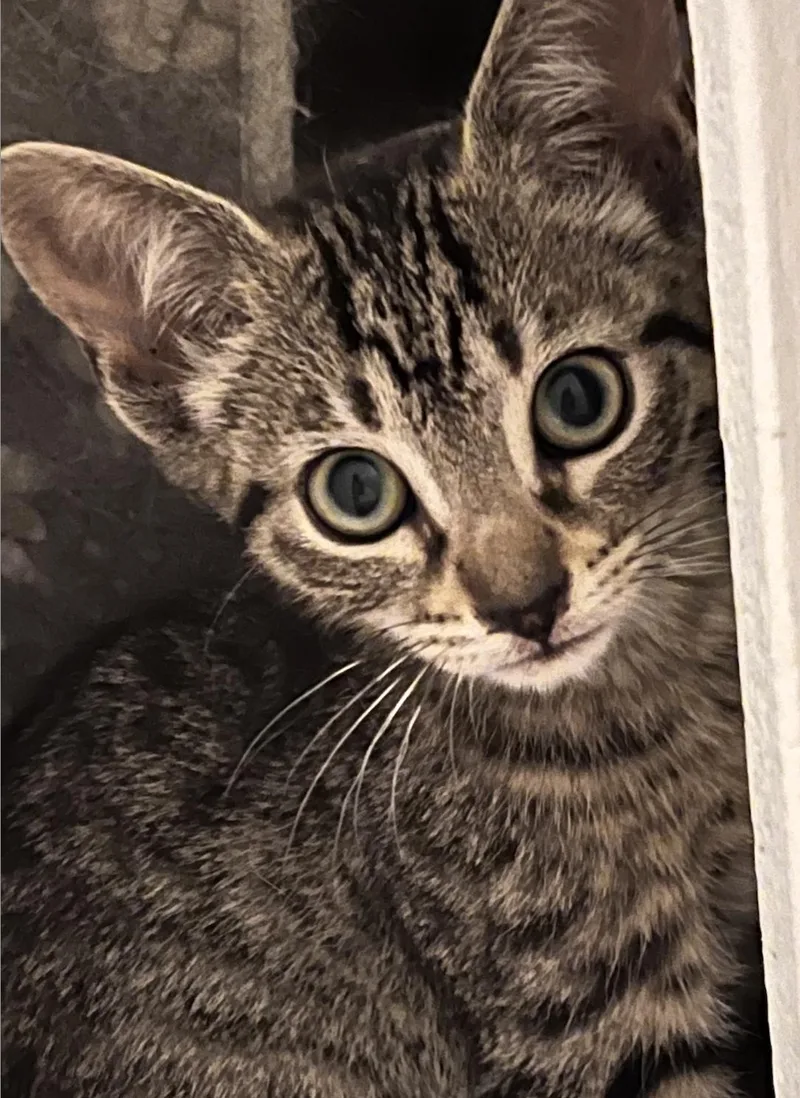 A young small-sized female Gray / Blue / Silver Domestic Short Hair cat named Flint for adoption in Decatur, GA