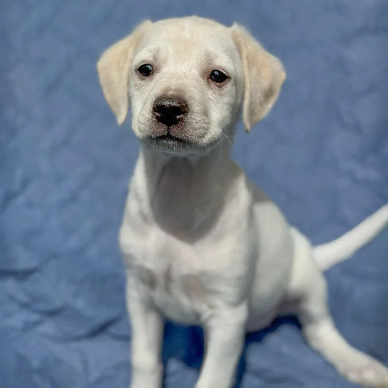 A baby medium-sized female Spaniel dog named Cheers Pup  Diane for adoption in San Diego, CA