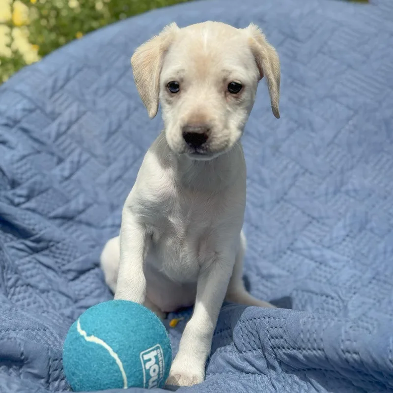Cheers Pup  Diane thumbnail 2