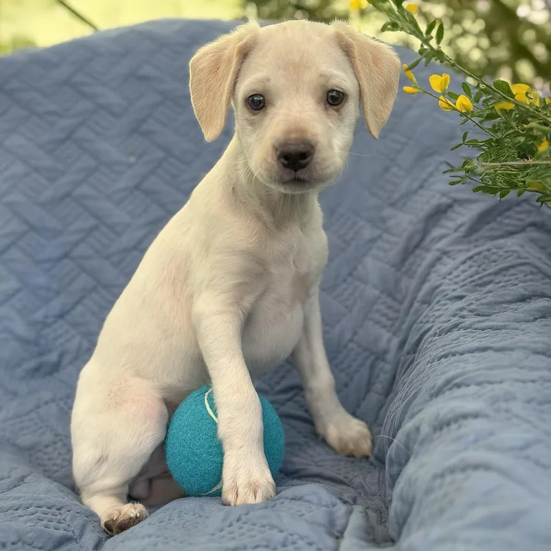 Cheers Pup  Diane thumbnail 3