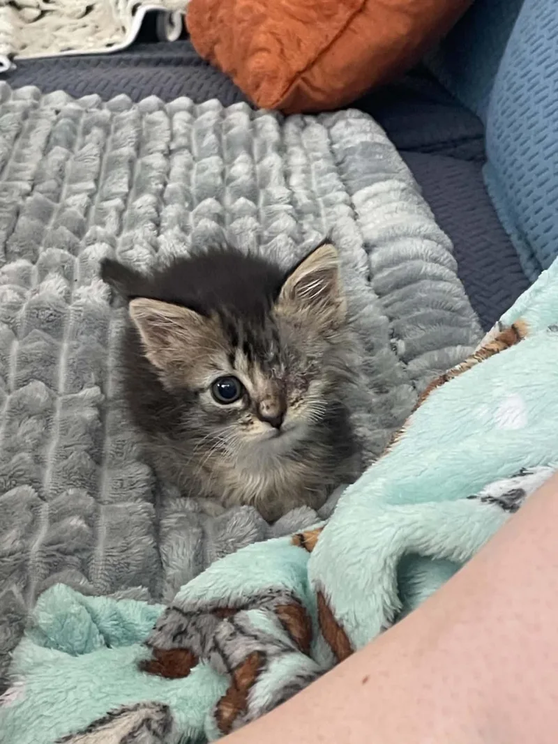 A baby medium-sized female Domestic Short Hair cat named Eyeleen for adoption in Lincoln, CA