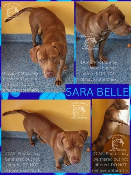 A baby medium-sized female Mixed Breed dog named Sara Belle for adoption in Kenansville, NC