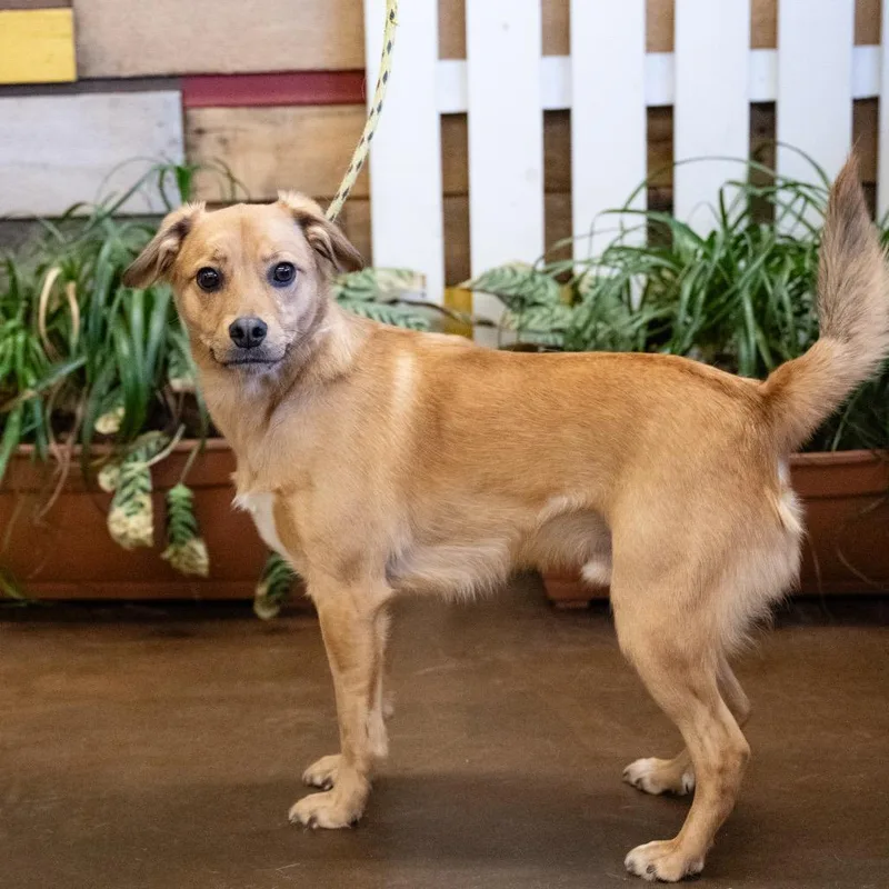 An adult medium-sized male Golden Mixed Breed dog named Spud for adoption in Blaine, MN