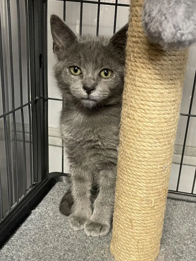 A baby small-sized female Domestic Short Hair cat named Echo for adoption in Goodlettsville, TN