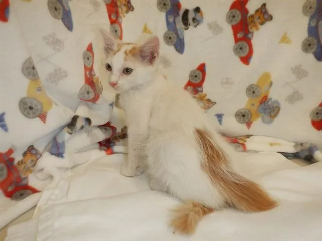 A baby small-sized male Domestic Short Hair cat named Benny Blanco for adoption in San Jose, CA