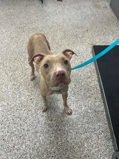 An adult medium-sized female Terrier dog named Kermie for adoption in Gastonia, NC