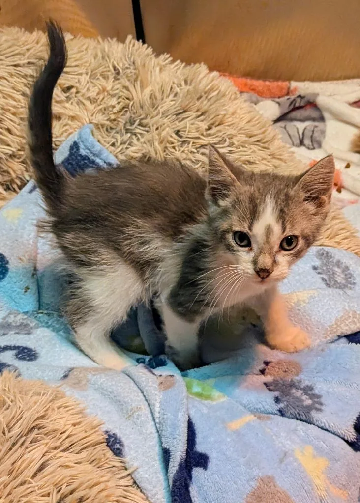 A baby small-sized male Domestic Short Hair cat named Rockwell for adoption in Hagaman, NY