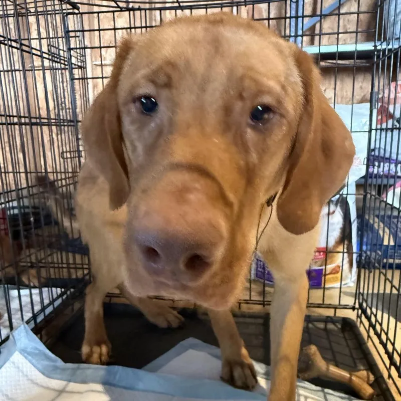 An adult medium-sized male Vizsla dog named Butter for adoption in Delaware, OH