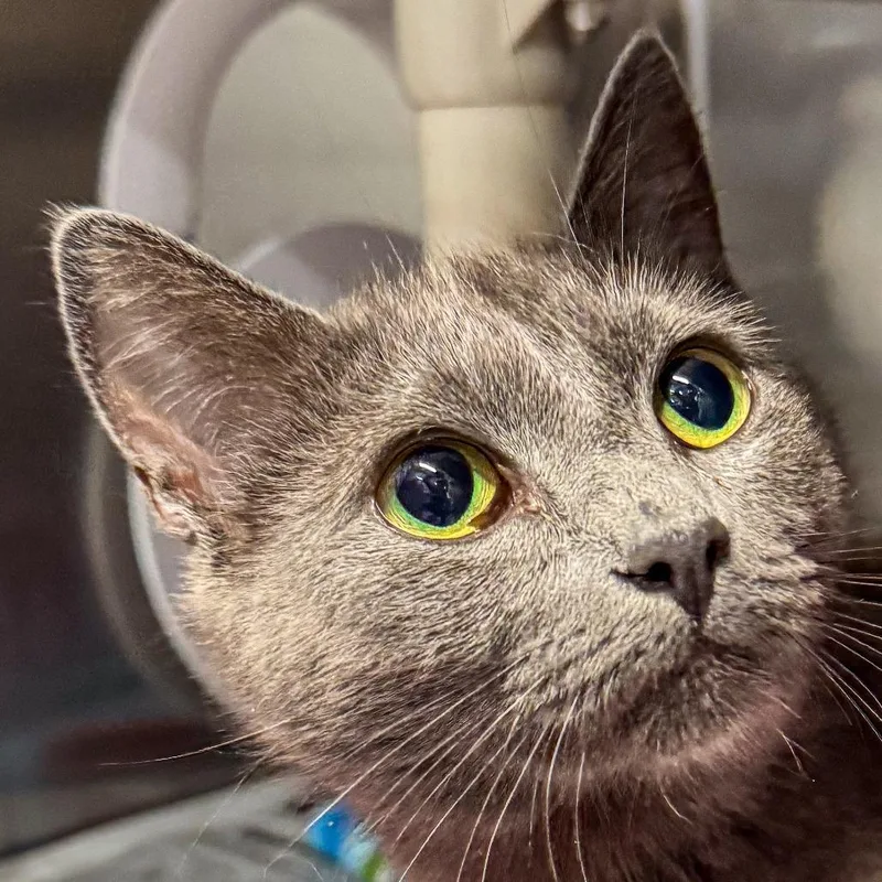 An adult medium-sized female Gray / Blue / Silver Domestic Short Hair cat named Blue for adoption in Kennebunk, ME