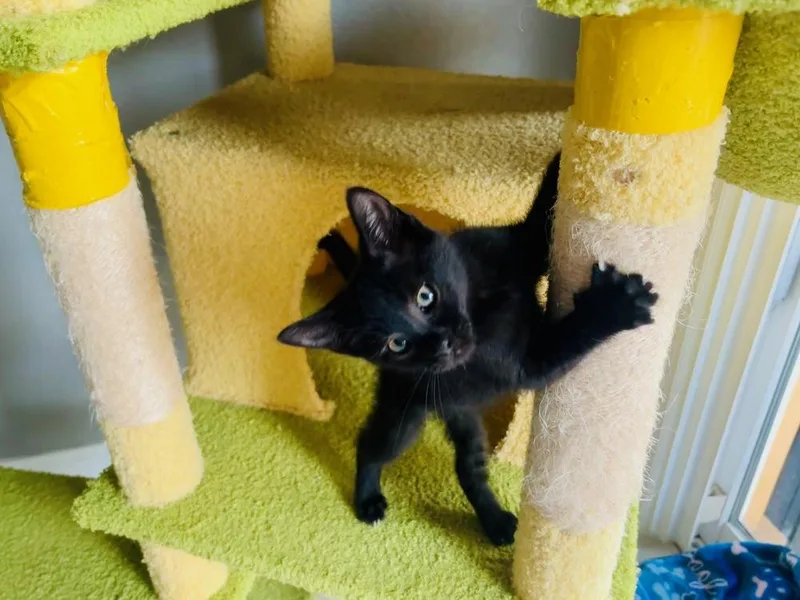 A baby small-sized female Black Domestic Short Hair cat named Poppy for adoption in Orlando, FL