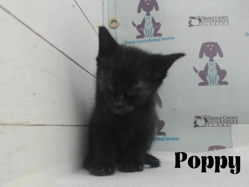 Poppy thumbnail 5