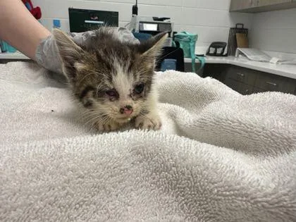 A baby small-sized male Brown / Chocolate Domestic Short Hair cat named Pickles for adoption in Kansas City, MO
