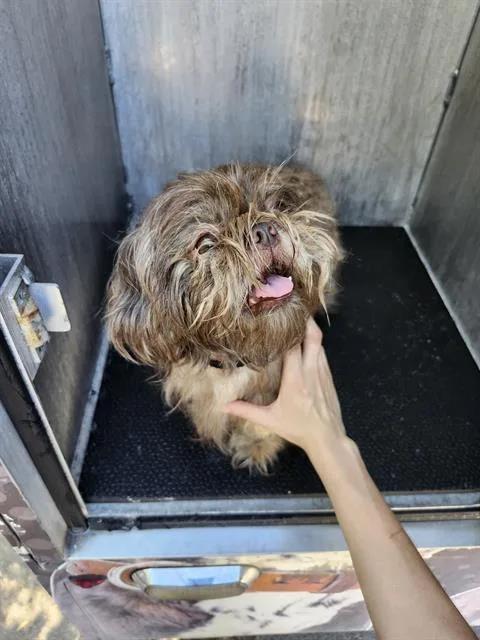 A young small-sized female Shih Tzu dog named Wiggle for adoption in San Antonio, TX