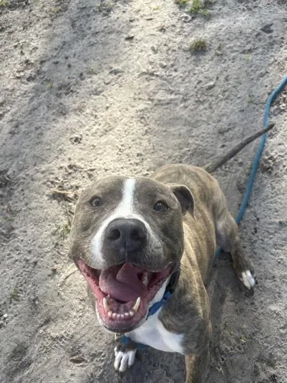 An adult large-sized male Mixed Breed dog named Levi for adoption in Vero Beach, FL