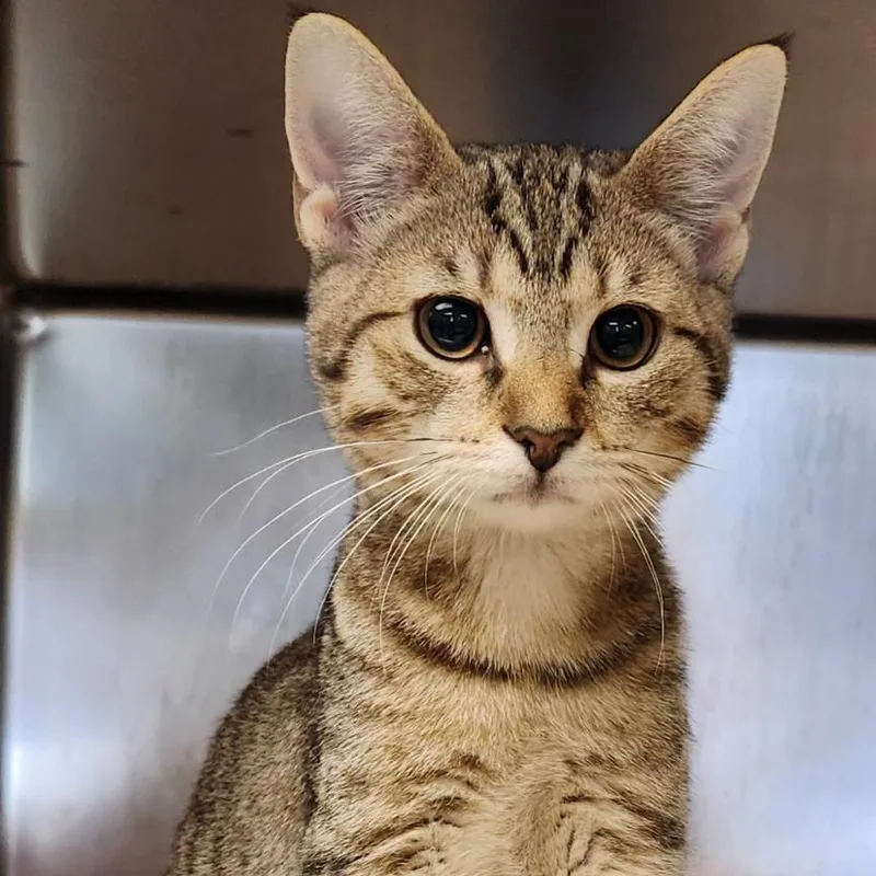 A baby small-sized female Brown / Chocolate Domestic Short Hair cat named Miranda Bailey for adoption in Woodbury, NJ