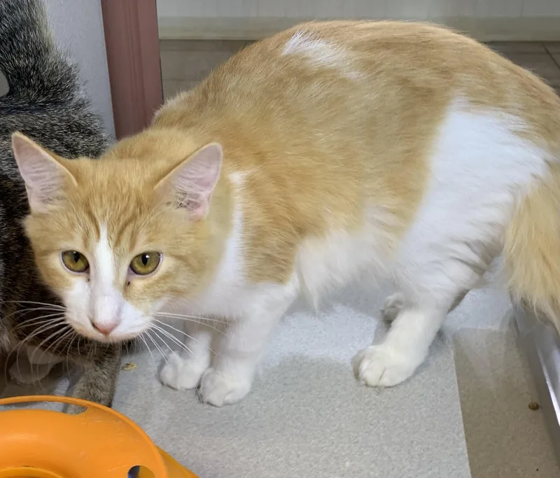 A young medium-sized female Orange & White Domestic Medium Hair cat named Millie for adoption in Massena, NY