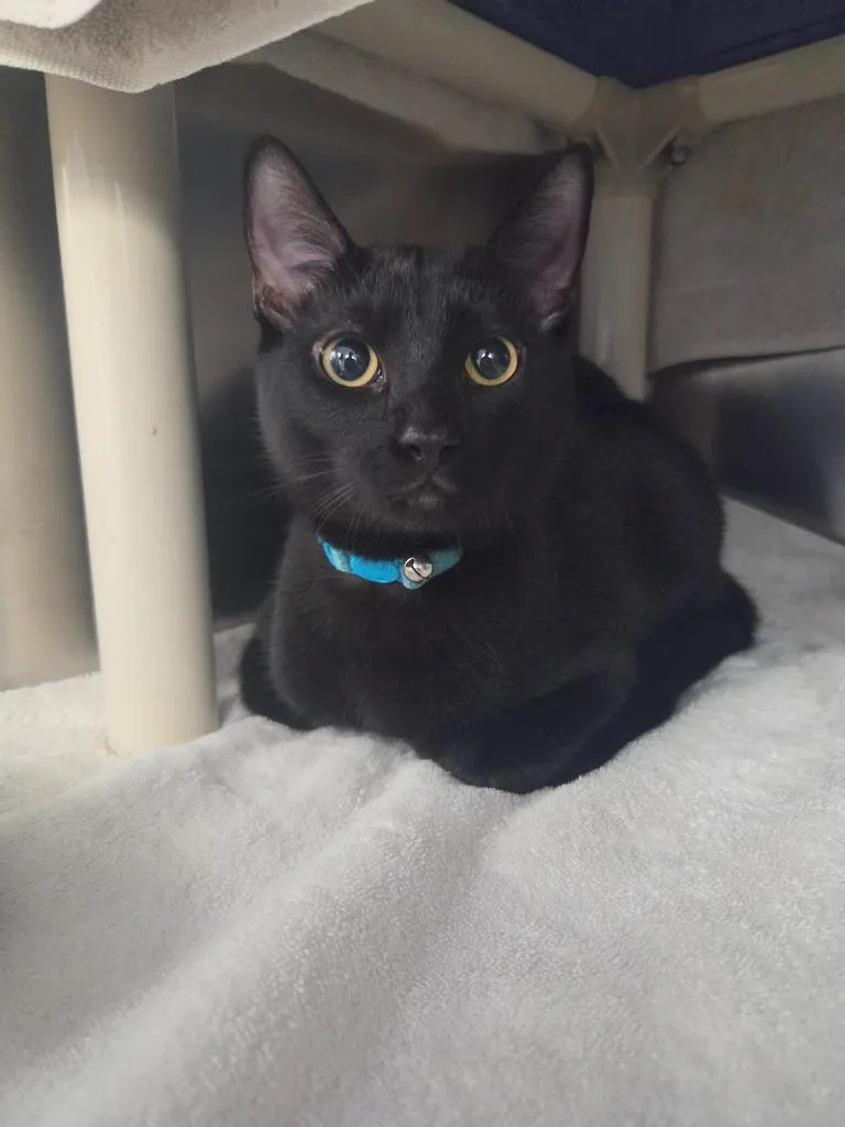 A baby small-sized male Domestic Short Hair cat named Brownie for adoption in Hyde Park, NY