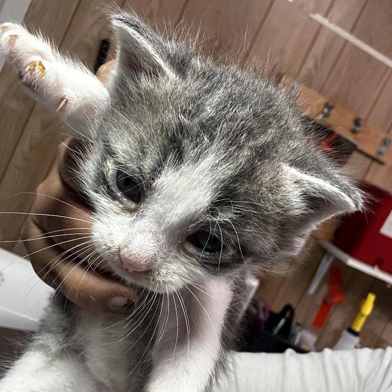 A baby small-sized male Gray / Blue / Silver Domestic Short Hair cat named Dawson for adoption in Leander, TX
