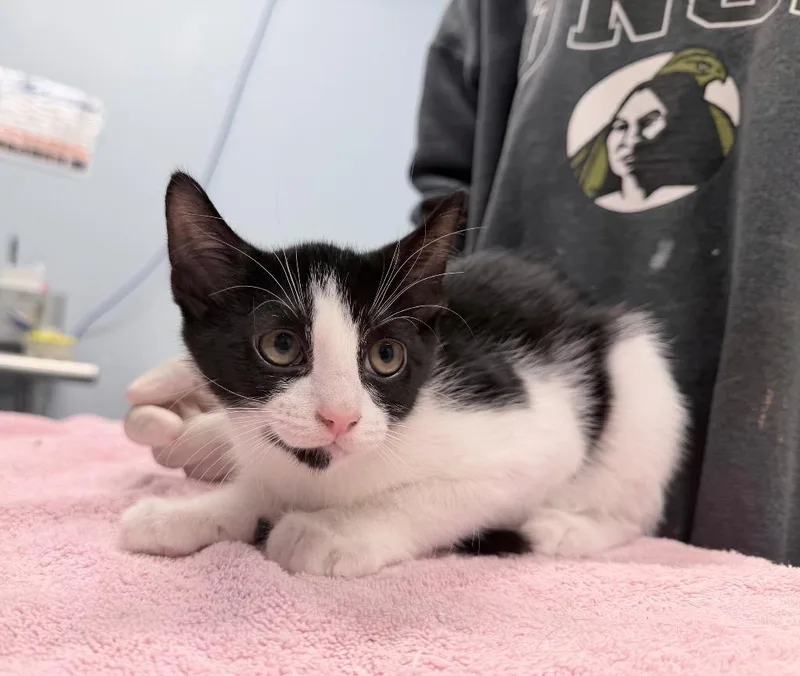 A baby medium-sized male Domestic Short Hair cat named Northwood for adoption in Raleigh, NC