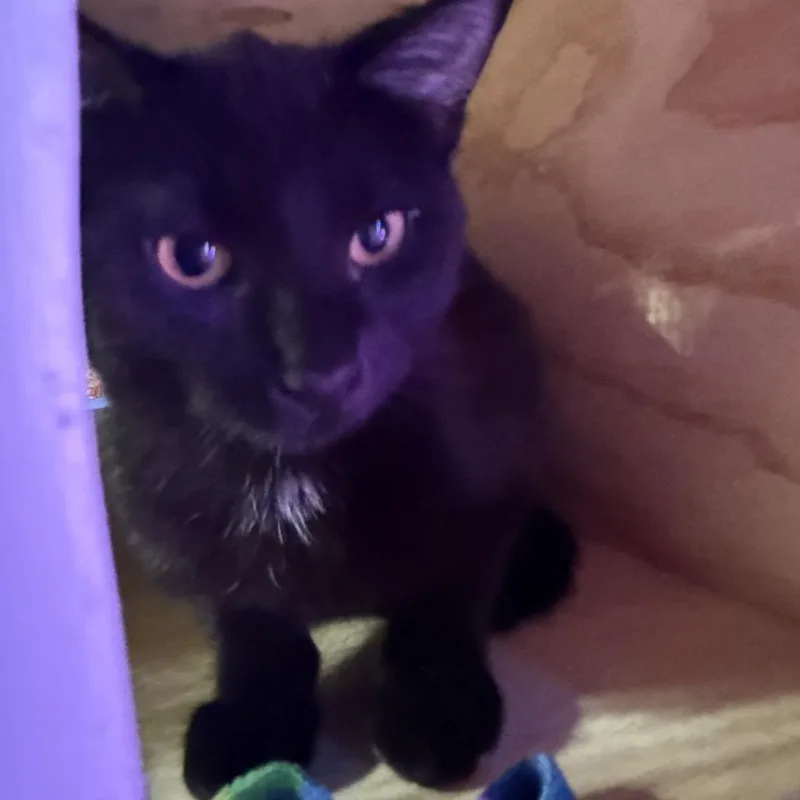 A young medium-sized female Black Domestic Short Hair cat named Drift for adoption in Normal, IL