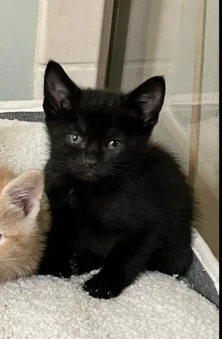 A baby medium-sized female Black Domestic Short Hair cat named Fish for adoption in Reynoldsburg, OH