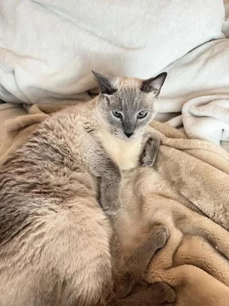 An adult small-sized female Domestic Short Hair cat named Marley for adoption in San Diego, CA