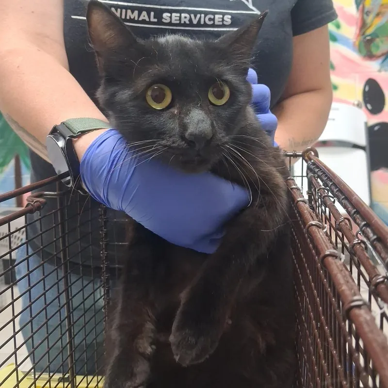 A young medium-sized female Black Domestic Long Hair cat named Kay for adoption in Lufkin, TX