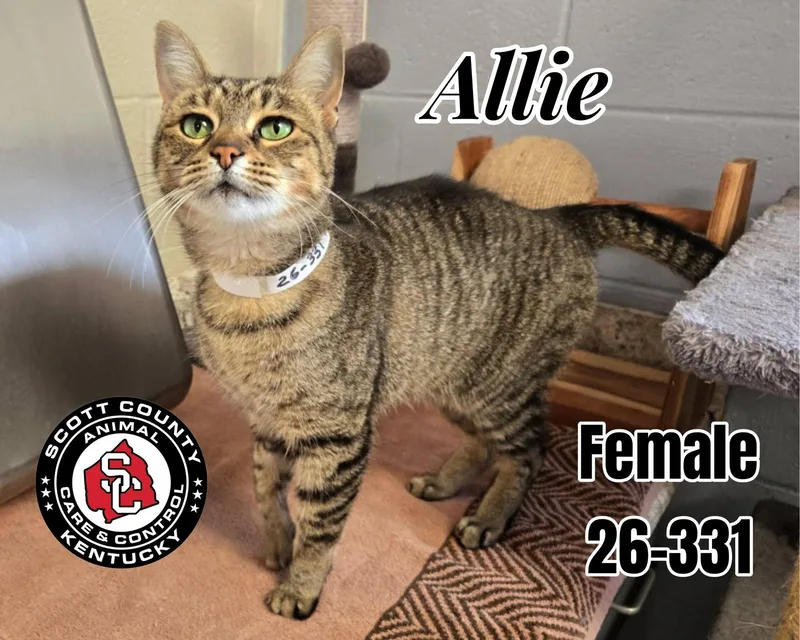 An adult small-sized female Domestic Short Hair cat named Allie for adoption in Georgetown, KY