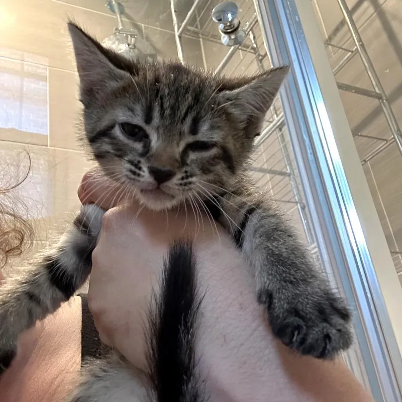 A baby small-sized female Gray / Blue / Silver Domestic Short Hair cat named Jocelyn for adoption in Oakton, VA