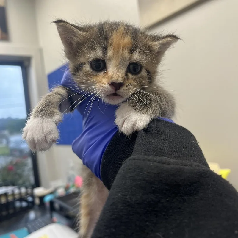 A baby small-sized female Black Domestic Short Hair cat named Sea Green for adoption in Columbiana, AL