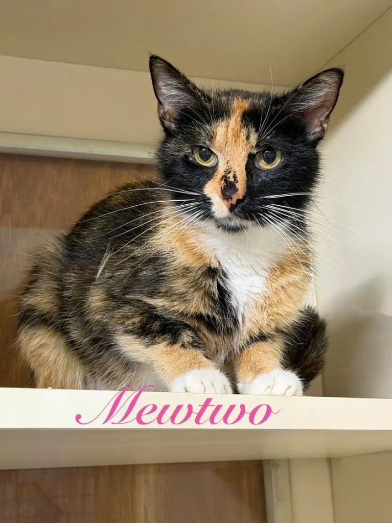 A young small-sized female Domestic Short Hair cat named Mewtwo for adoption in Hillsboro, OH