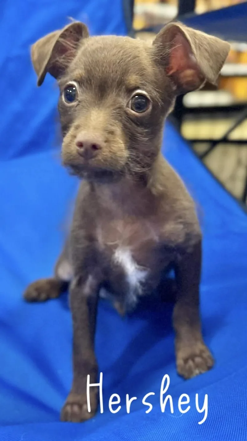 Hershey And Nubbs thumbnail 2